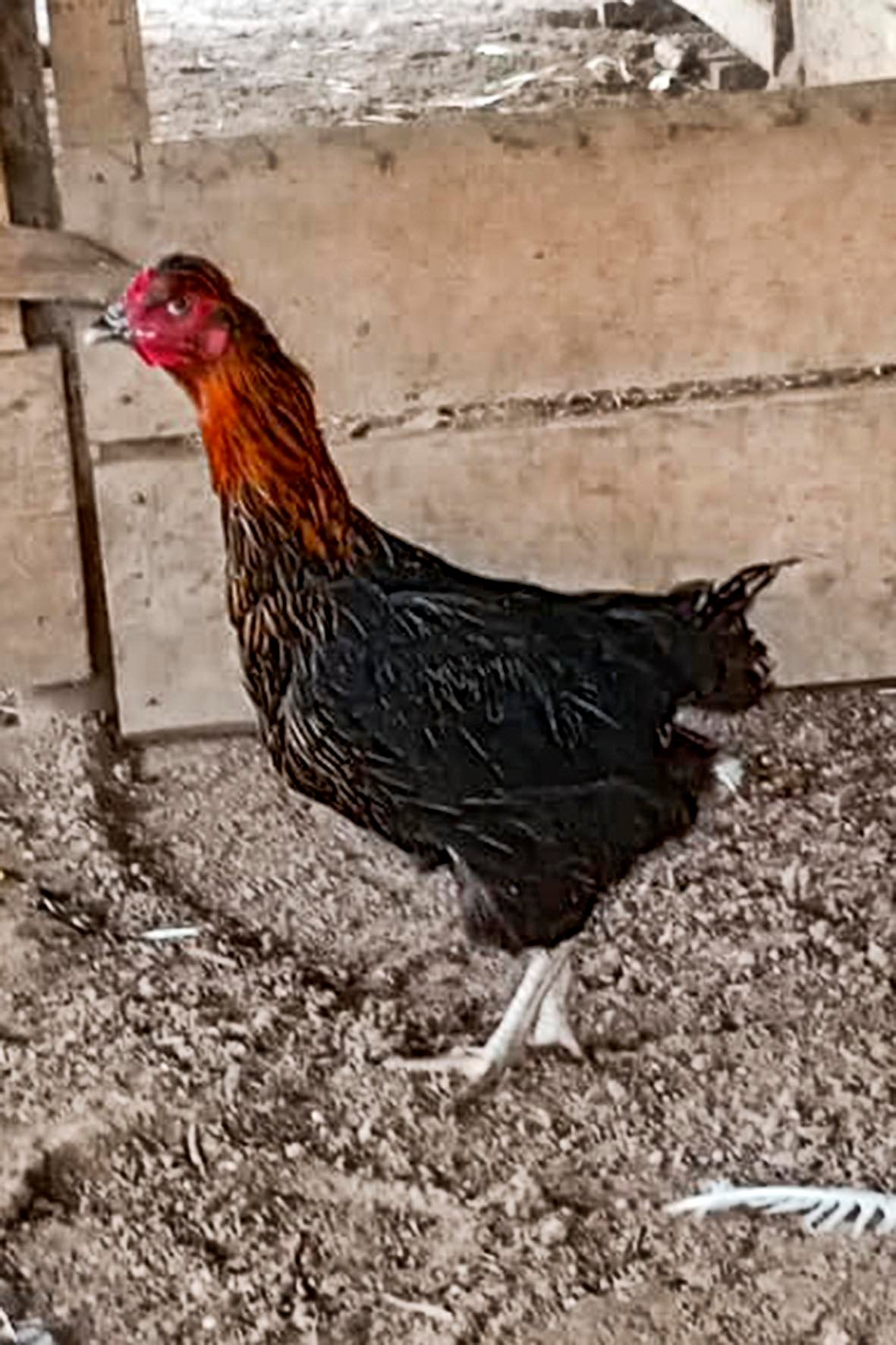 WhatsApp Image 2025-04-03 at 7.35.46 PM (1) copia.jpg